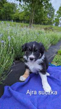 Border Collie Szczeniak