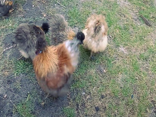 інкубаційне яйце Китайська шовкова: смугаста, шоколодна, палева,спліш.