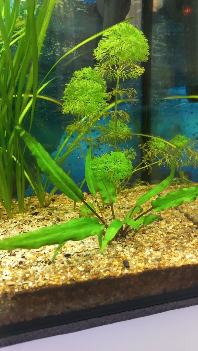 Rosliny akwariowe nurzaniec