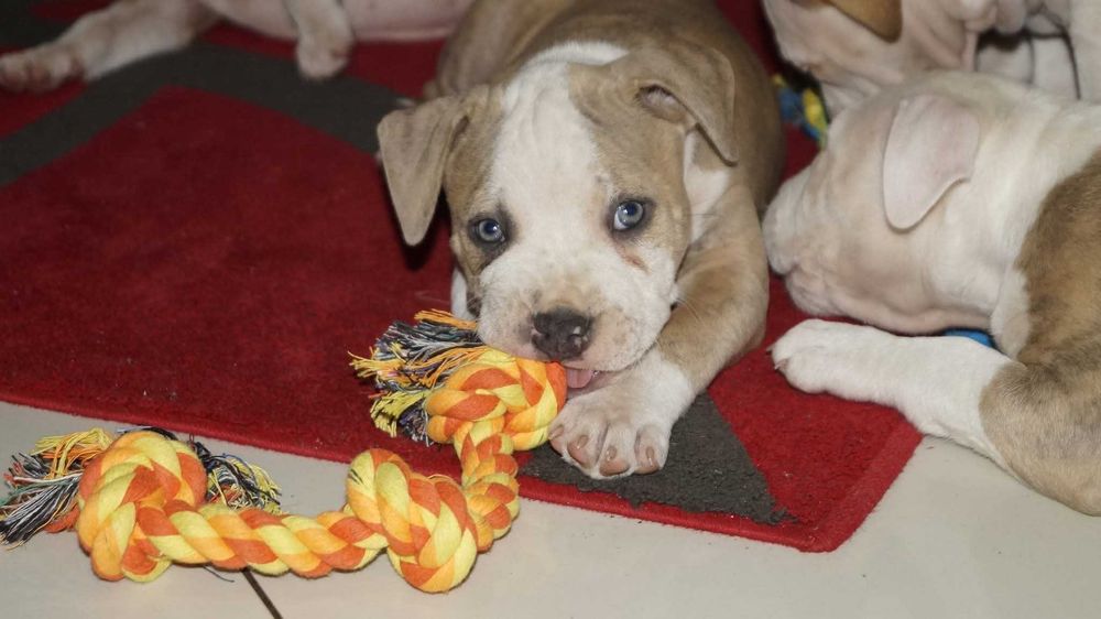 Levis , samiec Amstaff z rodowodem,  cudny szczeniak