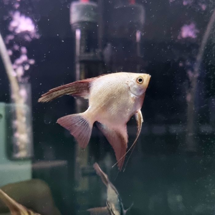 Skalar bulgarian green