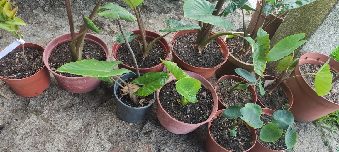 Alocasia macroriza , orelha de elefante