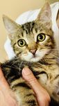 Котенок (девочка) 2.5 месяца