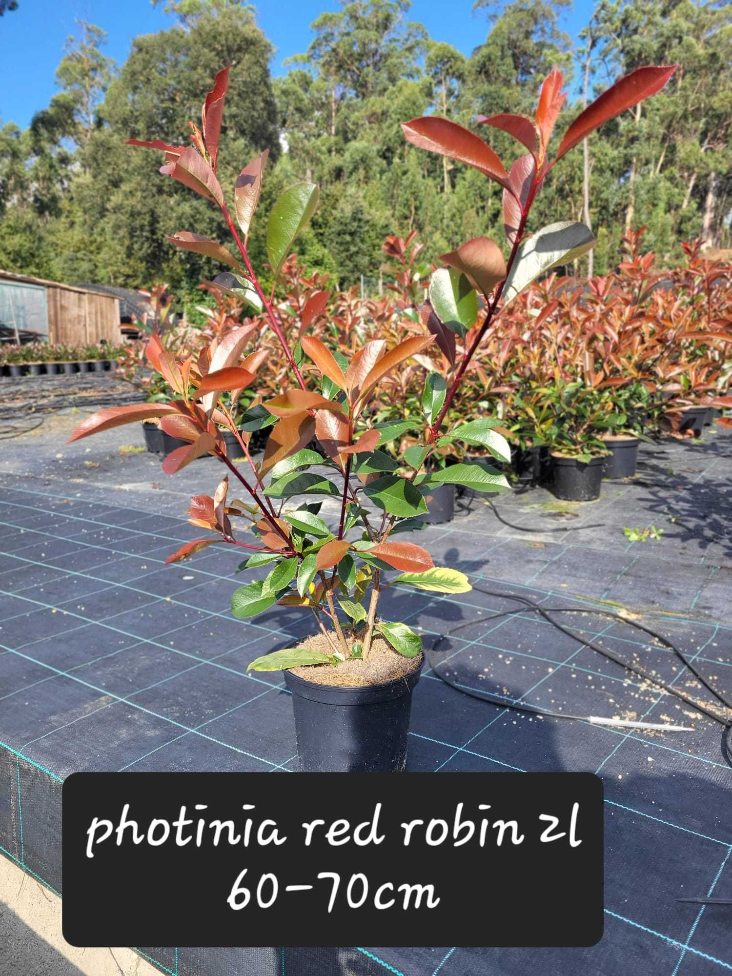 Photinias para venda