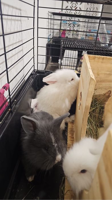 Coelhos anões bebés