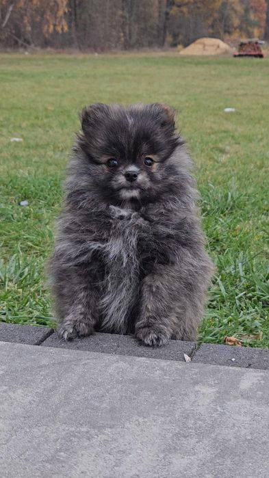 Szpic minaiturowy - pomeranian - czarny/orange