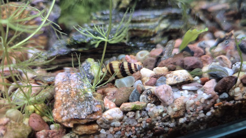 Ślimak Helena akwarium