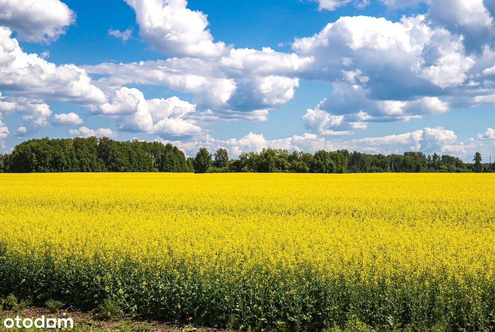 Działka rolna Piecowice z dużym potenciałem !