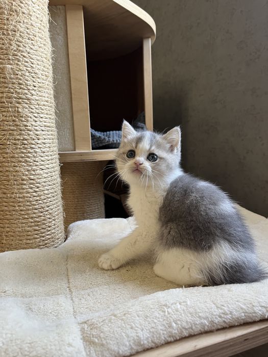 Бона Боночка страйтова