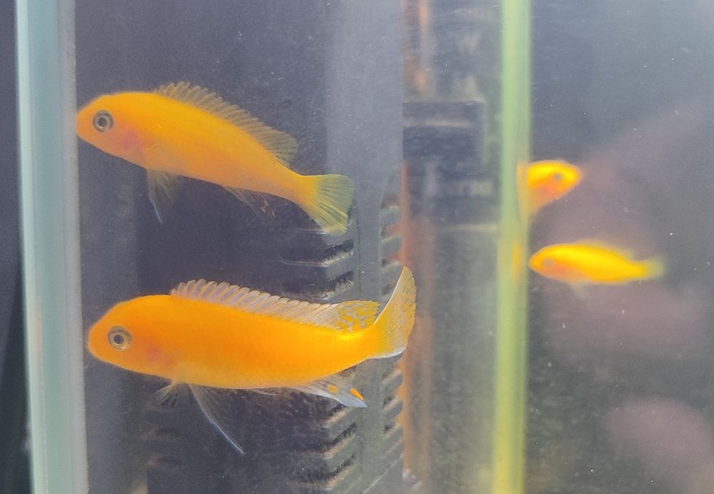 Puszczaki Red Red, pseudotropheus