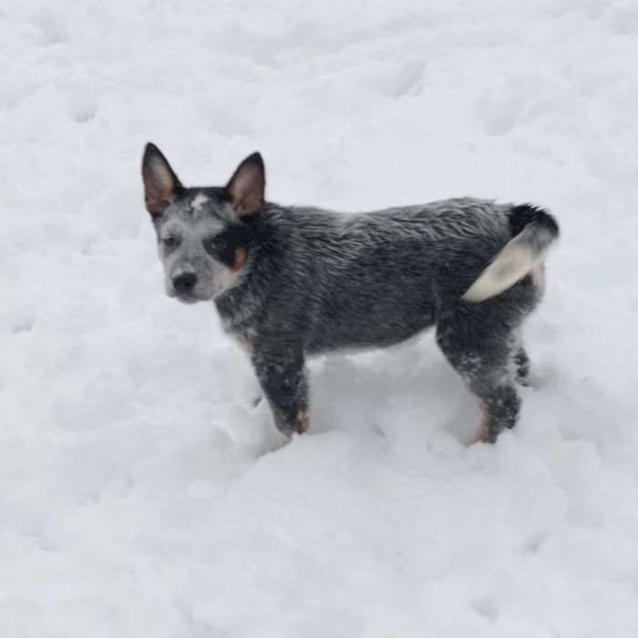 Szczenię rasy Australian Cattle Dog