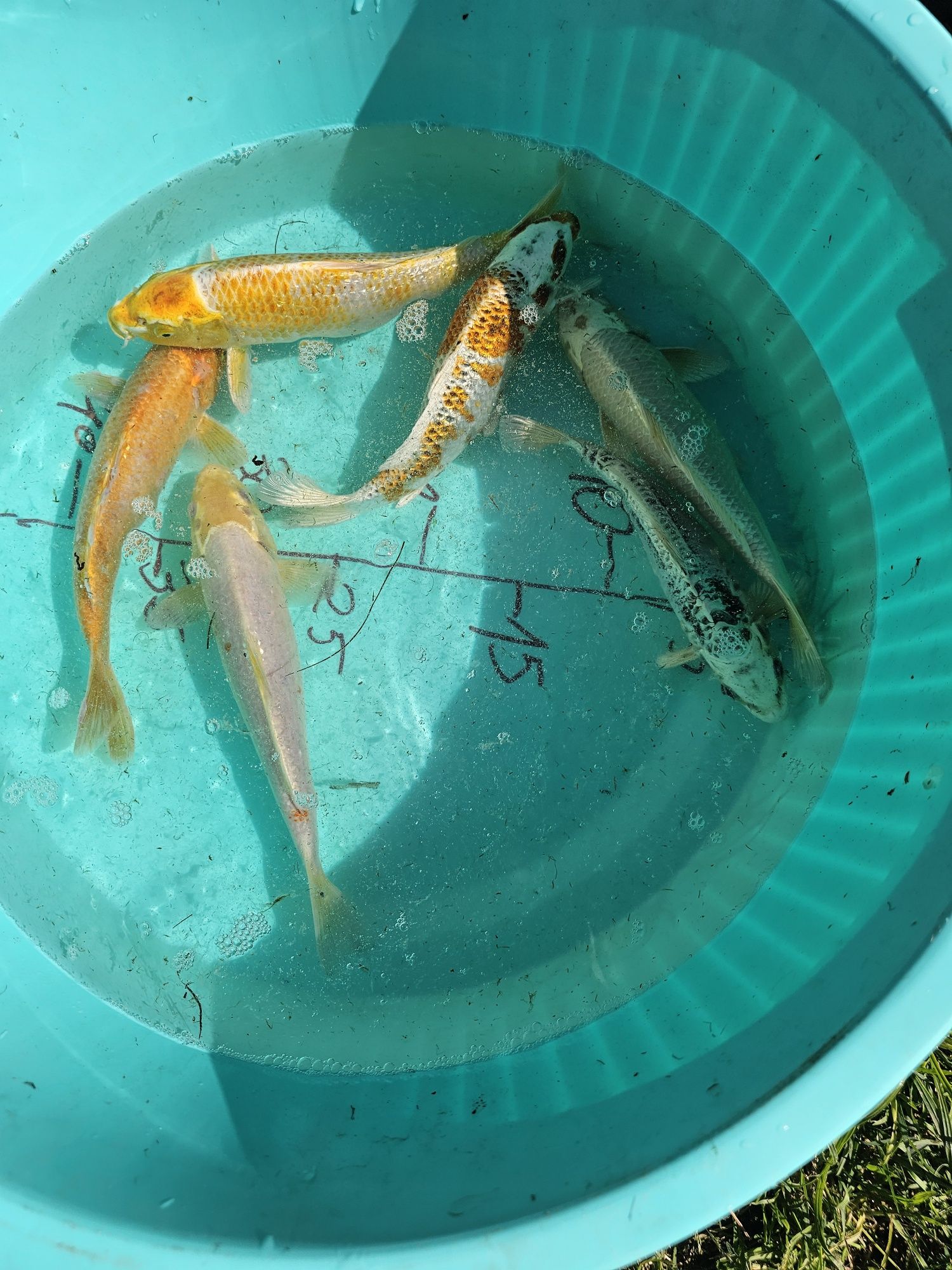 Carpas koi 25-35 cm