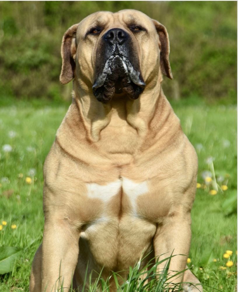 Boerboel Sul Africano