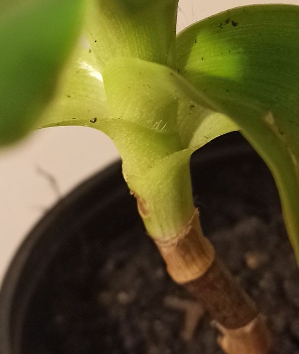 Złoty Wąs, Callisia Fragrans