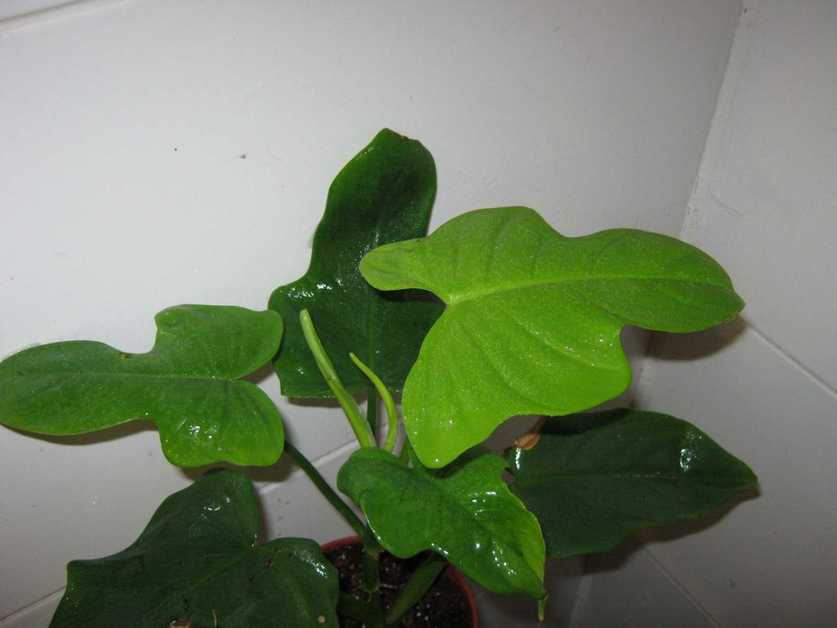филодендрон разные сорта домашние детки укорененные черенки от150грн