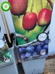 Várias variedades de Kiwis á venda