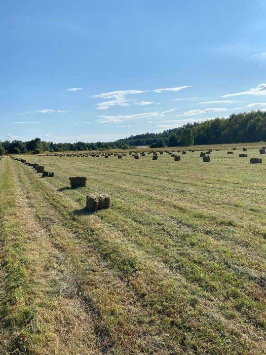 Sprzedam siano w kostkach