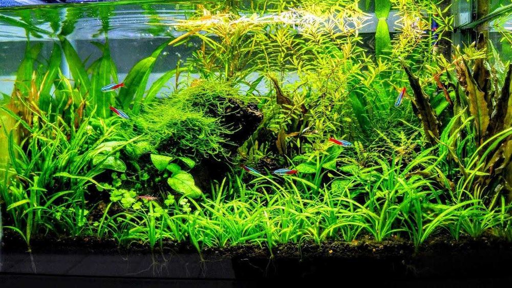 Fáceis - lote de peixes ou lote plantas aquário - Iniciantes/avançados