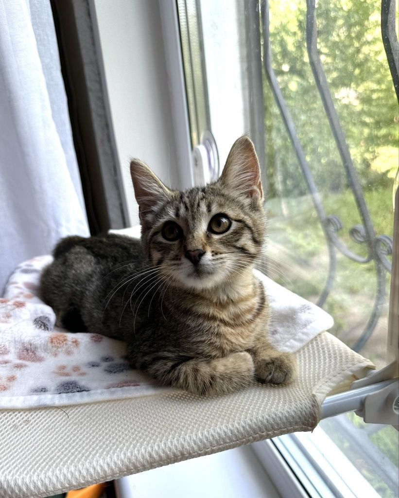 Полосатый котёнок мальчик ищет дом! Котята! Отдам в хорошие руки!
