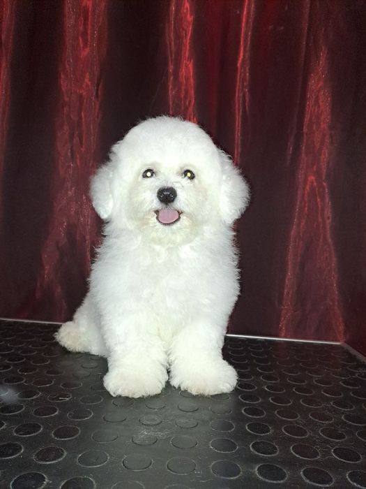 Щенки Бишон Фризе — питомник «Симфония Души»
