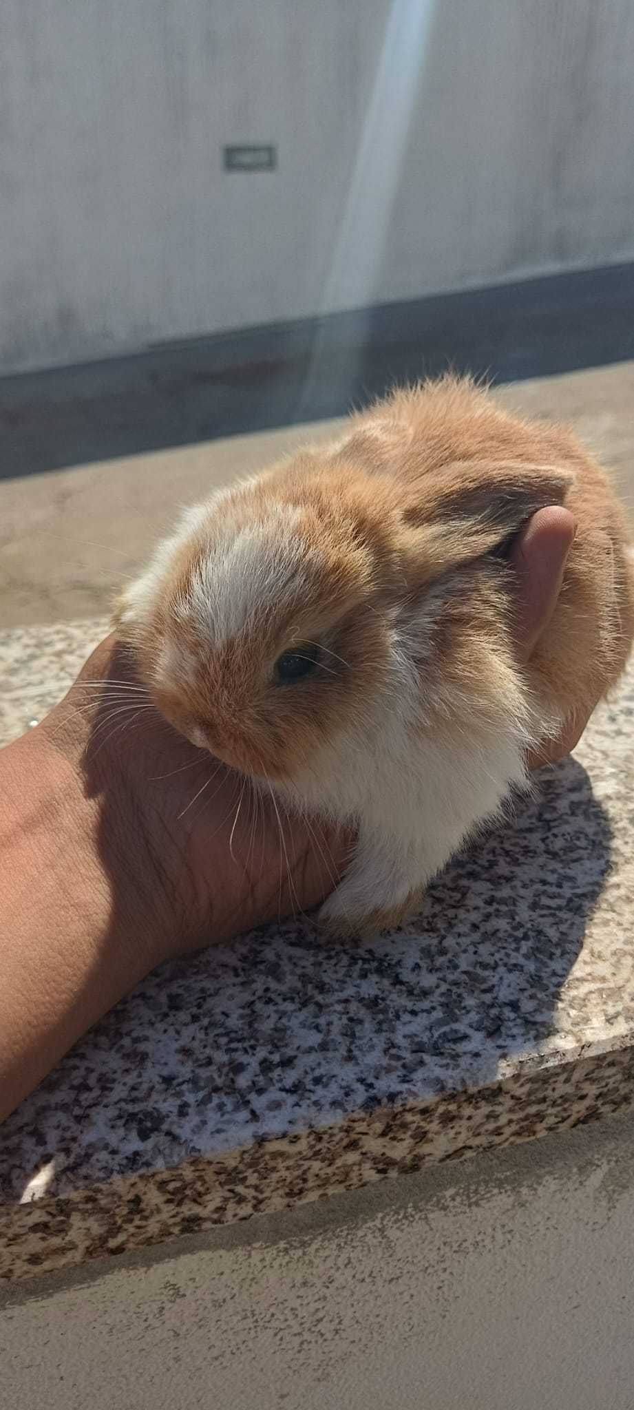 Coelhos Holandes "Estimação" - 3 Semanas