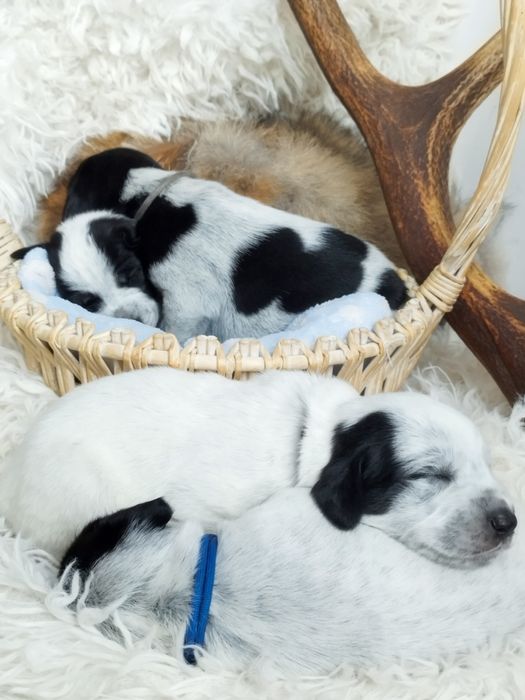 Szczenięta po wyżle niemieckim