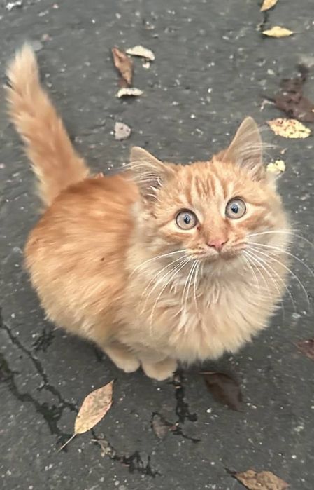 Отдам даром в добрые руки пушистого рыжего котенка