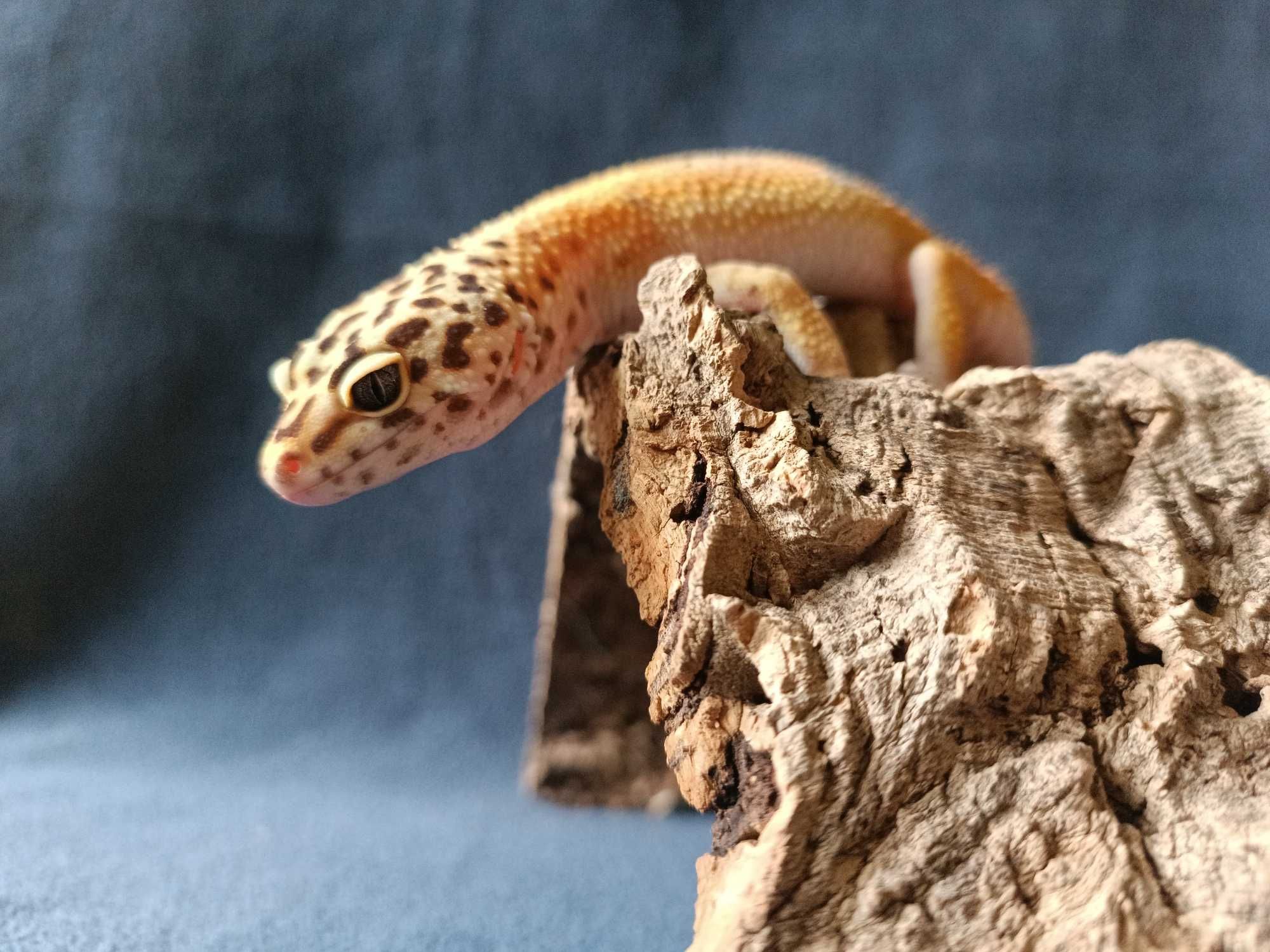 Gekon lamparci Id : [S0S] Więcej informacji w opisie