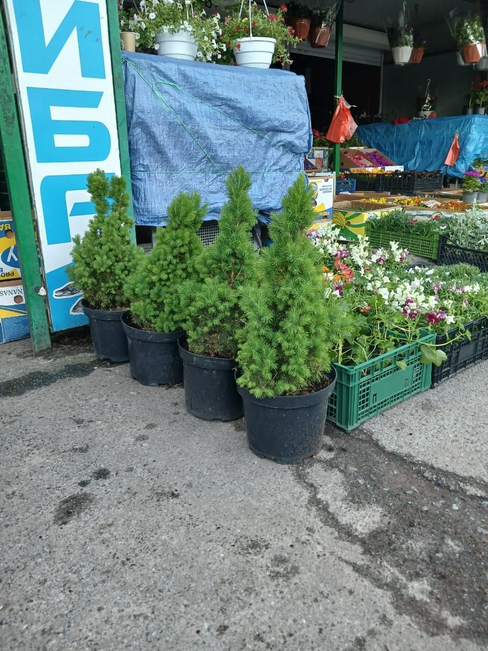 Продам квіти, дерева саджанці