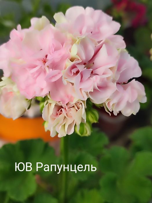 Пеларгонія 120грн
