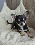 ** PRINCE ** malutki niebieski piesek Chihuahua