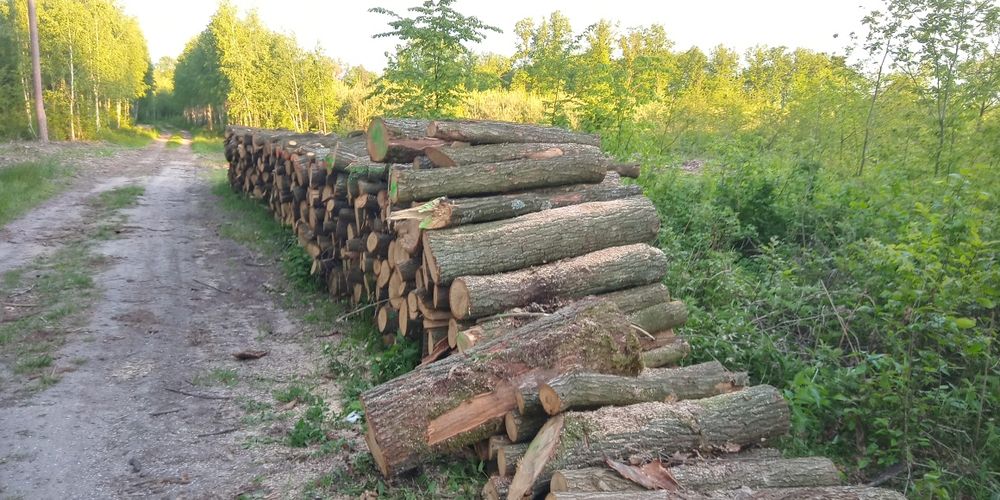 Dąb w kawałkach 30cm do kominka .