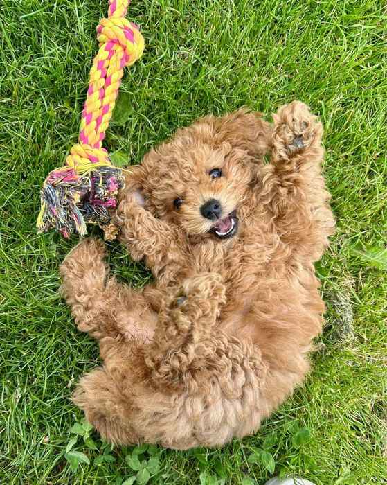 Maltipoo f1b pudel toy red brown badania