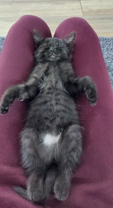 Kotki, kocurki i kocica