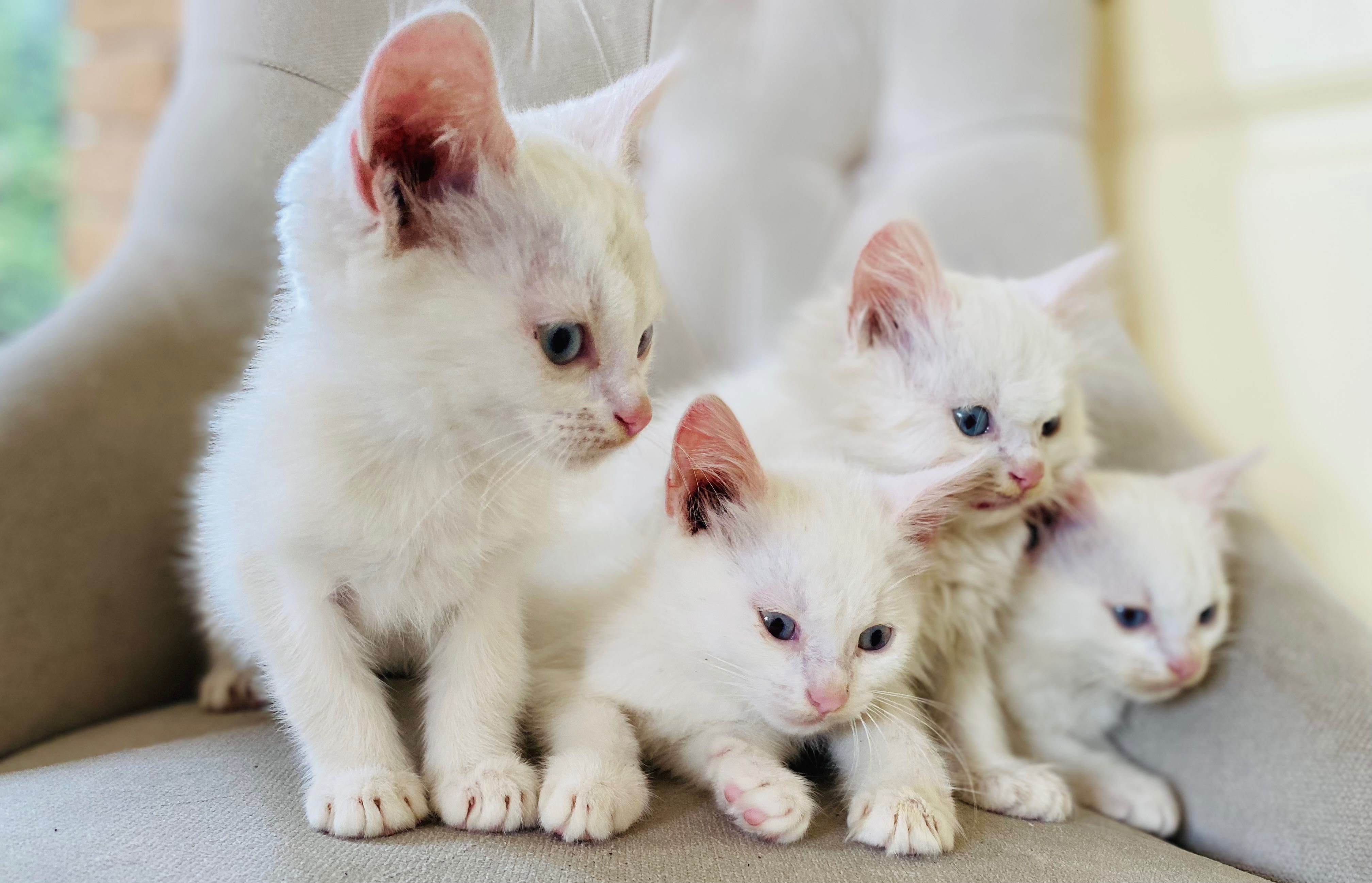 Віддамо в добрі руки кошенят
