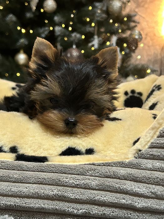 Супер міні хлопчик! В дбайливі ручки!