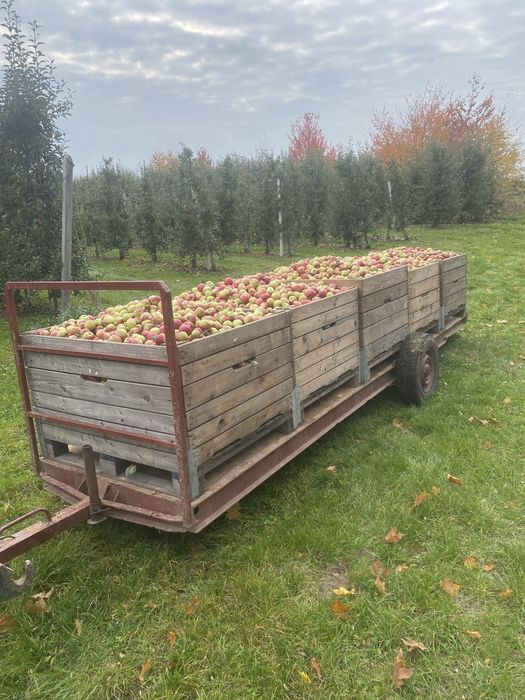 Przyczepa sadownicza