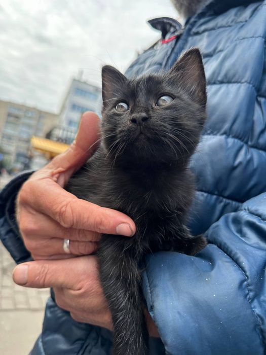 Віддам кошенят, 2 котика 1 кішечка