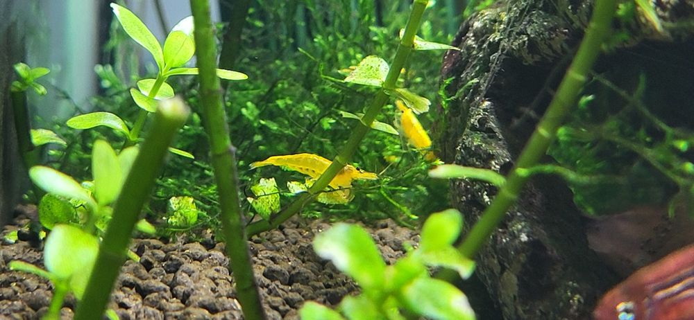 Krewetki Yellow Neocaridina