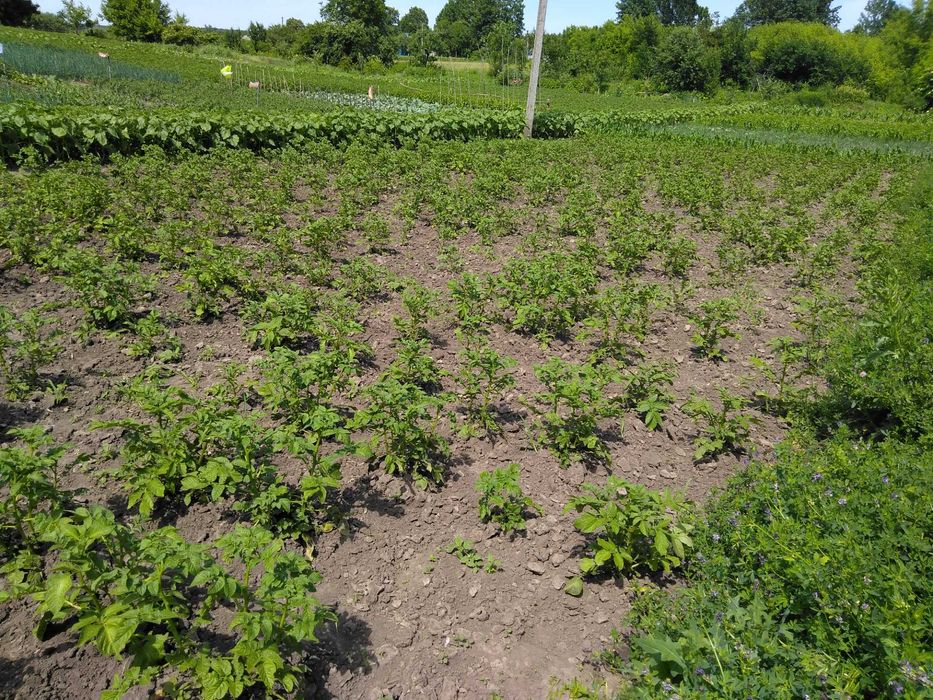 Продаж земельної ділянки з комунікаціями та недобудовою