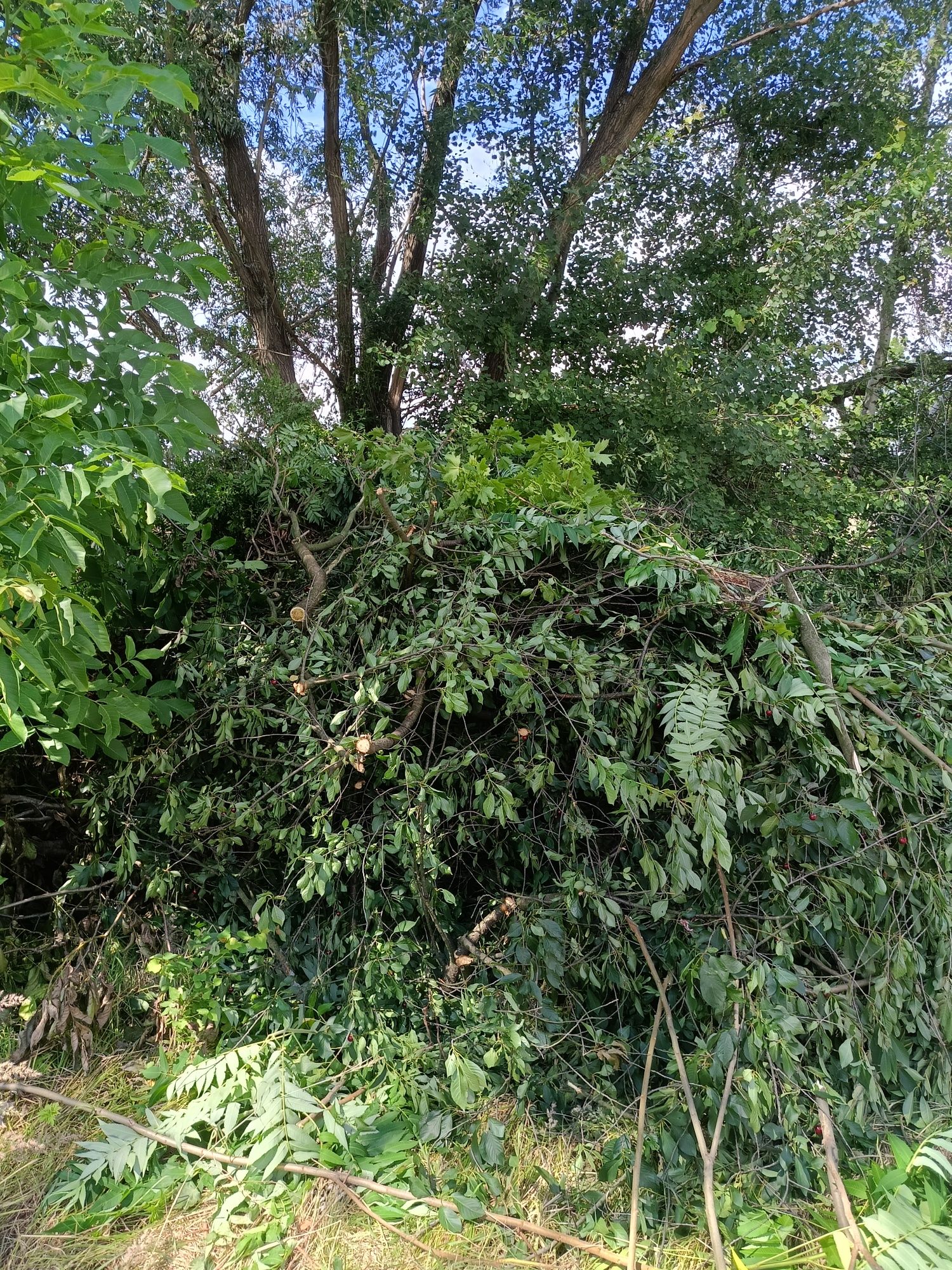 Oddam gałęzie drzewo