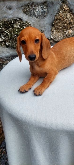 Teckel Miniatura laranja