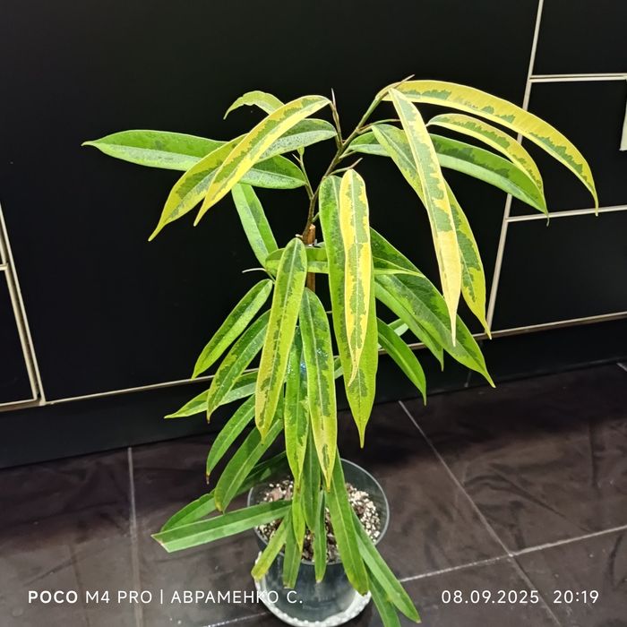 Рослини за доступними цінами