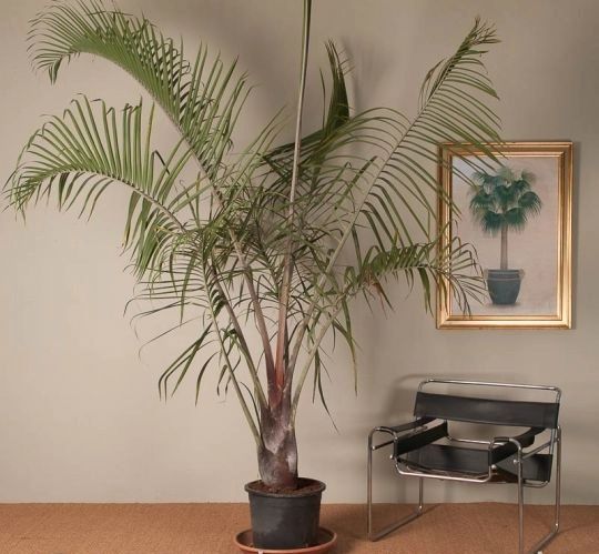 Marcante palmeira triangular Dypsis decaryi