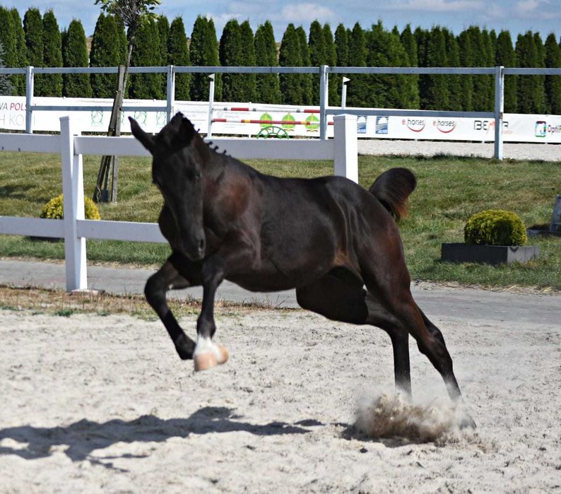 Ogierek prospekt ujeżdżeniowy kary malowany