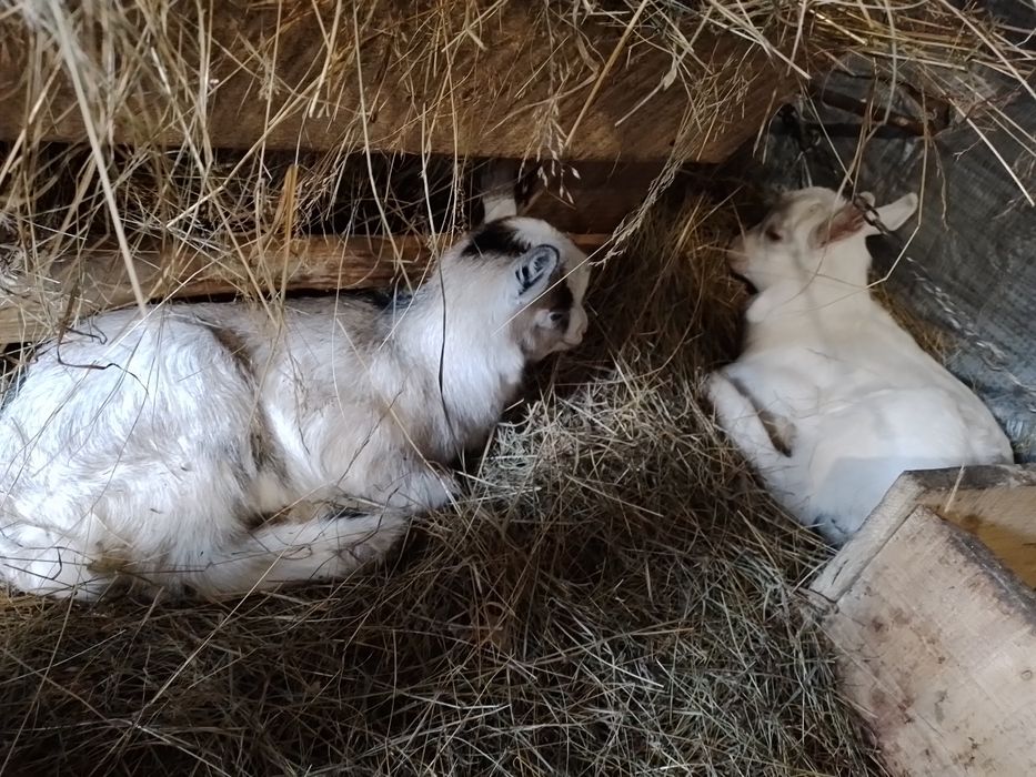 Козенята/кізлята/цапки/