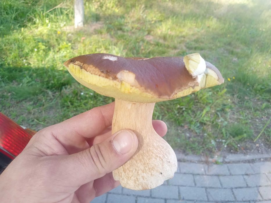 Sprzedam świeże grzyby