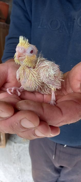 Bebê caturra paea acabar de criar a mão