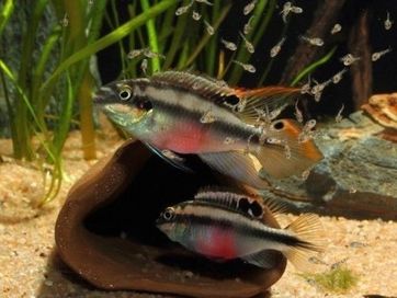 Ryba Barwniak czerwonobrzuchy