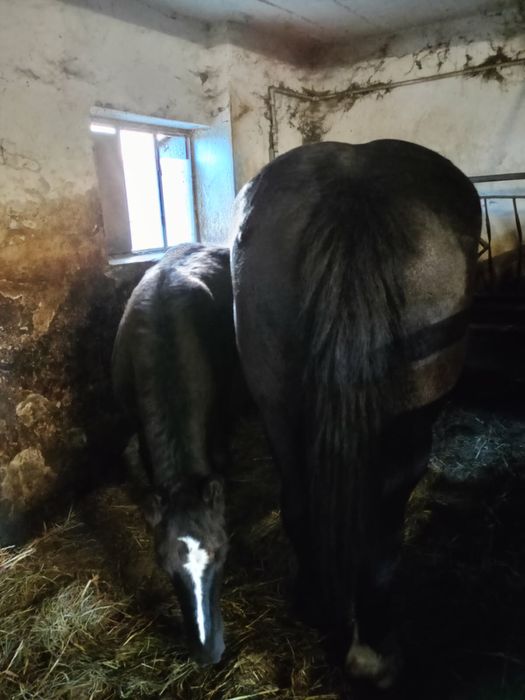 Sprzedam klacz źrebną ze źrebakiem